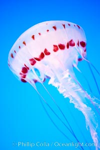 Purple-striped jelly, Chrysaora colorata