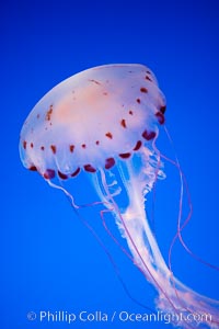 Purple-striped jelly, Chrysaora colorata