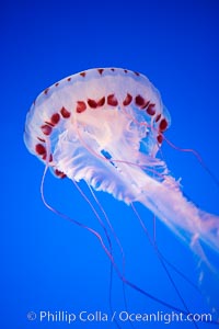 Purple-striped jelly, Chrysaora colorata