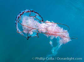 Purple-striped jellyfish, Coronado Islands, Mexico, Coronado Islands (Islas Coronado)