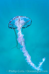 Purple-striped jellyfish, Coronado Islands, Mexico, Coronado Islands (Islas Coronado)