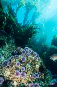 Purple sea urchins on rocky reef amid kelp forest, Macrocystis pyrifera, Strongylocentrotus purpuratus, Santa Barbara Island