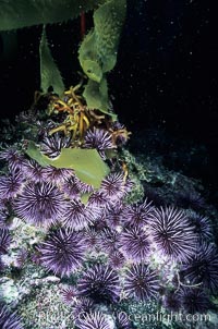 Purple urchins destroying/eating giant kelp holdfast, Macrocystis pyrifera, Strongylocentrotus purpuratus, Santa Barbara Island