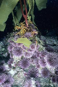 Purple urchins destroying/eating giant kelp holdfast.