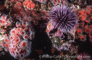 Purple urchin and strawberry anemones on rocky California reef, Corynactis californica, Strongylocentrotus purpuratus