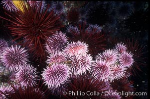 Purple and red urchins, Strogylocentrotus franciscanus, Strongylocentrotus purpuratus, Santa Barbara Island