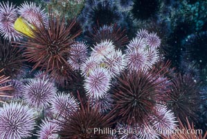 Purple and red urchins, Strogylocentrotus franciscanus, Strongylocentrotus purpuratus, Santa Barbara Island