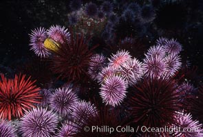 Purple and red urchins, Strogylocentrotus franciscanus, Strongylocentrotus purpuratus, Santa Barbara Island