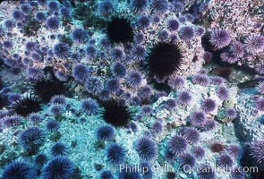 Purple and red urchins, Strogylocentrotus franciscanus, Strongylocentrotus purpuratus, Santa Barbara Island