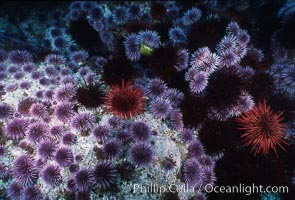 Purple and red urchins, Strogylocentrotus franciscanus, Strongylocentrotus purpuratus, Santa Barbara Island