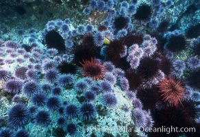 Purple and red urchins, Strogylocentrotus franciscanus, Strongylocentrotus purpuratus, Santa Barbara Island