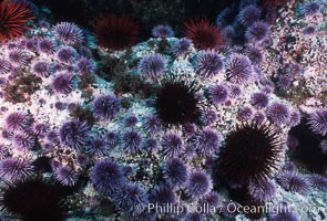Purple and red urchins, Strogylocentrotus franciscanus, Strongylocentrotus purpuratus, Santa Barbara Island