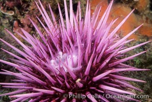 Purple sea urchin, spawning, releasing gametes into the ocean currents.  Once adult purple sea urchins have reached sexual maturity, females and males release gametes into the ocean, a mode of external fertilization. The fertilized egg later settles, and begins growing into an adult, Strongylocentrotus purpuratus