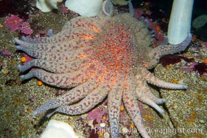Sun starfish.  This enormous starfish can have up to 24 arms, grow to 30 inches in diameter and have as many as 15000 tube feet.  Sun stars are usually pink, purple or brown in color although will occasionally be red or yellow. They can regrow lost arms, Pycnopodia helianthoides