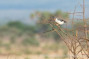 Pygmy falcon, the smallest raptor on the African continent, preys on insects and small reptiles and mammals, Meru National Park