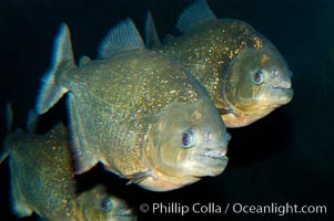 Red piranha, a fierce predatory freshwater fish native to South American rivers.  Its reputation for deadly attacks is legend, Pygocentrus nattereri