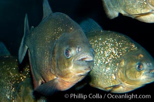 Red piranha, a fierce predatory freshwater fish native to South American rivers.  Its reputation for deadly attacks is legend, Pygocentrus nattereri