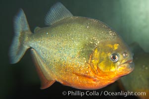 Red-bellied piranha.  The piranhas teeth are so sharp that Amazonian Indians use them as knives.  Each tooth has sawlike edges that allow the fish to slice through prey.  The teeth are continually replaced throughout the piranhas life.  Piranhas are illegal to import, sell or own in California, Pygocentrus nattereri