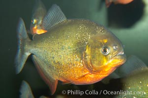 Red-bellied piranha.  The piranhas teeth are so sharp that Amazonian Indians use them as knives.  Each tooth has sawlike edges that allow the fish to slice through prey.  The teeth are continually replaced throughout the piranhas life.  Piranhas are illegal to import, sell or own in California, Pygocentrus nattereri