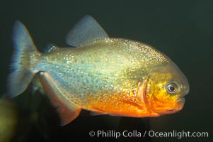 Red-bellied piranha.  The piranhas teeth are so sharp that Amazonian Indians use them as knives.  Each tooth has sawlike edges that allow the fish to slice through prey.  The teeth are continually replaced throughout the piranhas life.  Piranhas are illegal to import, sell or own in California, Pygocentrus nattereri