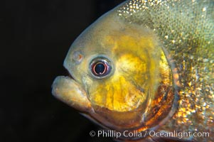 Red piranha, a fierce predatory freshwater fish native to South American rivers.  Its reputation for deadly attacks is legend, Pygocentrus nattereri