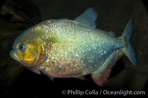 Red piranha, a fierce predatory freshwater fish native to South American rivers.  Its reputation for deadly attacks is legend, Pygocentrus nattereri