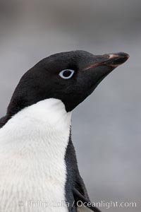 Adelie penguin, head portrait, Pygoscelis adeliae, Shingle Cove, Coronation Island, South Orkney Islands, Southern Ocean