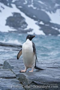 Adelie penguin, on rocky shore, leaving the ocean after foraging for food, Shingle Cove, Pygoscelis adeliae, Coronation Island, South Orkney Islands, Southern Ocean