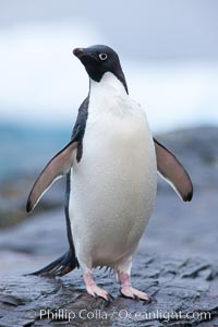 Adelie penguin, on rocky shore, leaving the ocean after foraging for food, Shingle Cove, Pygoscelis adeliae, Coronation Island, South Orkney Islands, Southern Ocean