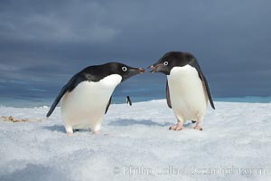 Adelie penguins, Pygoscelis adeliae, Paulet Island