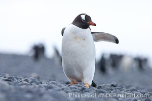 Adelie penguins, Pygoscelis adeliae, Brown Bluff