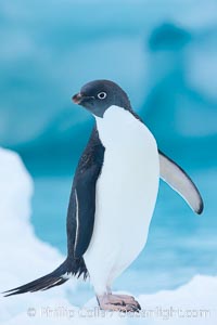 Adelie penguins, Pygoscelis adeliae, Brown Bluff