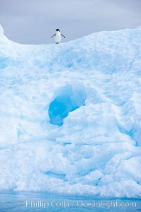 A tiny Adelie penguins stands atop an iceberg, Pygoscelis adeliae, Paulet Island