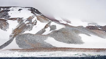 Enormous colony of Adelie penguins covers the hillsides of Paulet Island, Pygoscelis adeliae