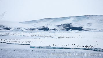 Adelie Penguins on fast ice, along the shore of Paulet Island, Pygoscelis adeliae