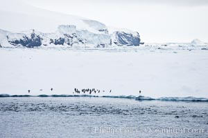 Adelie Penguins on fast ice, along the shore of Paulet Island, Pygoscelis adeliae