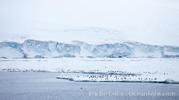 Adelie Penguins on fast ice, along the shore of Paulet Island. Antarctic Peninsula, Antarctica, Pygoscelis adeliae, natural history stock photograph, photo id 24909