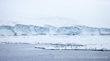 Adelie Penguins on fast ice, along the shore of Paulet Island, Pygoscelis adeliae