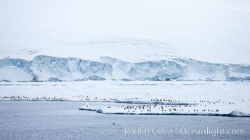 Adelie Penguins on fast ice, along the shore of Paulet Island, Pygoscelis adeliae