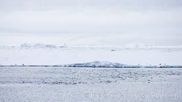 Adelie Penguins on fast ice, along the shore of Paulet Island, Pygoscelis adeliae