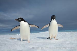 Adelie penguins, Pygoscelis adeliae, on iceberg near Paulet Island, Antarctica.