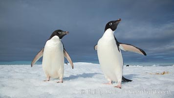 Two Adelie penguins, holding their wings out, standing on an iceberg, Pygoscelis adeliae, Paulet Island