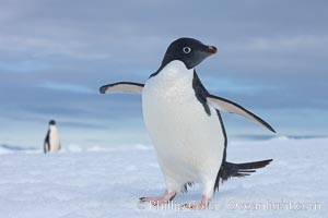 A curious Adelie penguin, standing at the edge of an iceberg, looks over the photographer, Paulet Island, Antarctica. Pygoscelis adeliae.