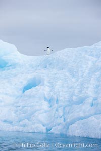 A tiny Adelie penguin (Pygoscelis adeliae) stands atop an iceberg, Paulet Island, Antarctic Peninsula.