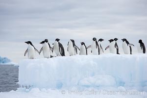 Adelie penguins on ice, Antarctic Peninsula.