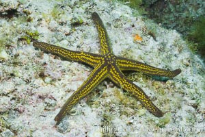 Pyramid sea star, Pharia pyramidata, Sea of Cortez