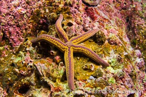 Pyramid sea star, Pharia pyramidata, Sea of Cortez