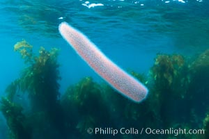 Pyrosome drifting through a kelp forest, Catalina Island. Pyrosomes are free-floating colonial tunicates that usually live in the upper layers of the open ocean in warm seas. Pyrosomes are cylindrical or cone-shaped colonies made up of hundreds to thousands of individuals, known as zooids