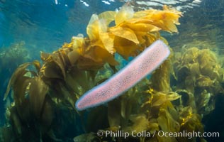 Pyrosome drifting through a kelp forest, Catalina Island. Pyrosomes are free-floating colonial tunicates that usually live in the upper layers of the open ocean in warm seas. Pyrosomes are cylindrical or cone-shaped colonies made up of hundreds to thousands of individuals, known as zooids