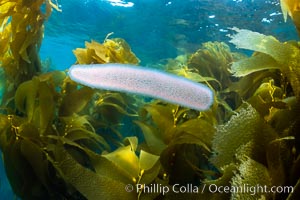 Pyrosome drifting through a kelp forest, Catalina Island. Pyrosomes are free-floating colonial tunicates that usually live in the upper layers of the open ocean in warm seas. Pyrosomes are cylindrical or cone-shaped colonies made up of hundreds to thousands of individuals, known as zooids